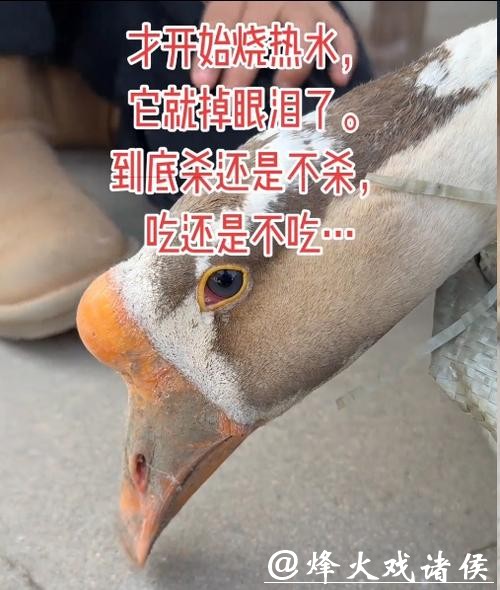 “才开始烧水,它就掉眼泪了”待宰大鹅哭了,网友喊话求放过,主人:不敢吃了 “才开始烧水,它就掉眼泪了”待宰大鹅哭了,网友喊话求放过,主人:不敢吃了