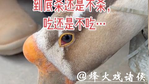 “才开始烧水,它就掉眼泪了”待宰大鹅哭了,网友喊话求放过,主人:不敢吃了 “才开始烧水,它就掉眼泪了”待宰大鹅哭了,网友喊话求放过,主人:不敢吃了