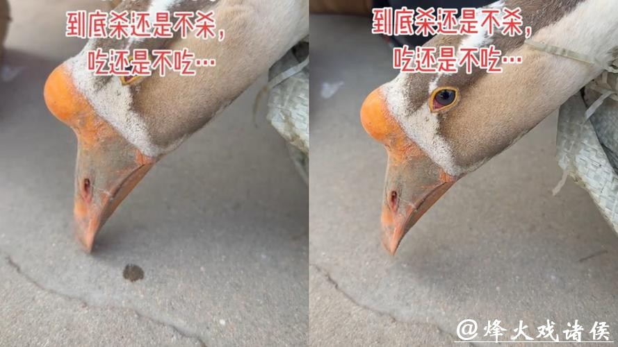 “才开始烧水,它就掉眼泪了”待宰大鹅哭了,网友喊话求放过,主人:不敢吃了 “才开始烧水,它就掉眼泪了”待宰大鹅哭了,网友喊话求放过,主人:不敢吃了